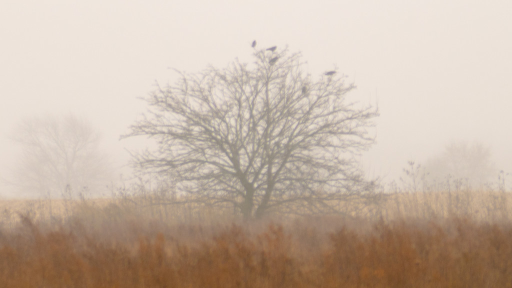 Crows in a tree on a cloudy day by rminer