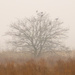 Crows in a tree on a cloudy day by rminer