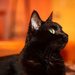 Halloween Black Cat by swchappell