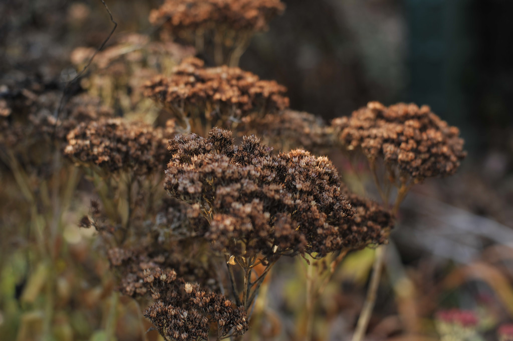 Autumn's Dried Flowers by loweygrace