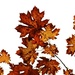 Leafy Filler by kwind