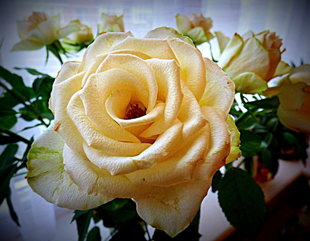 Wonderful roses  by beryl