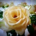 Wonderful roses  by beryl