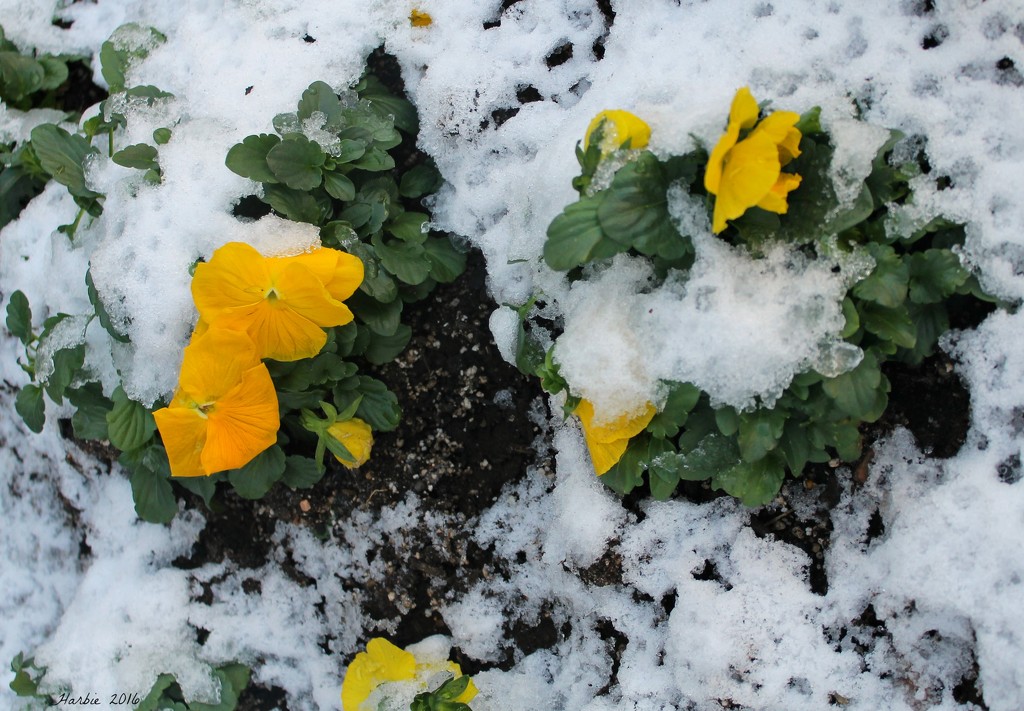 Snow Pansies by harbie
