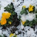 Snow Pansies by harbie