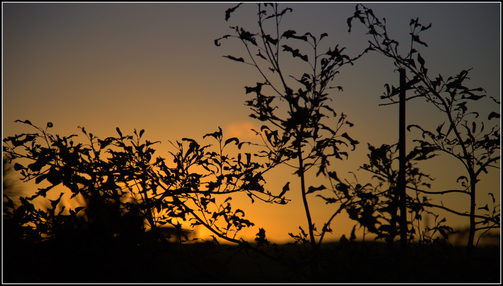 Sunset on the pin oaks by dide
