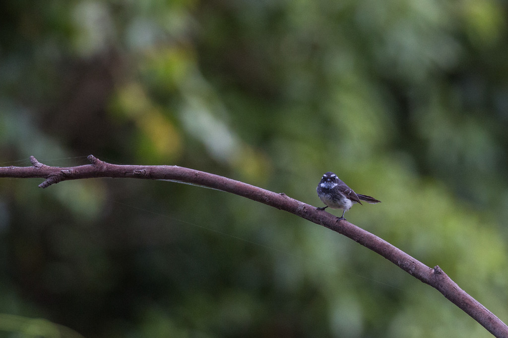 Grey Fantail by pusspup
