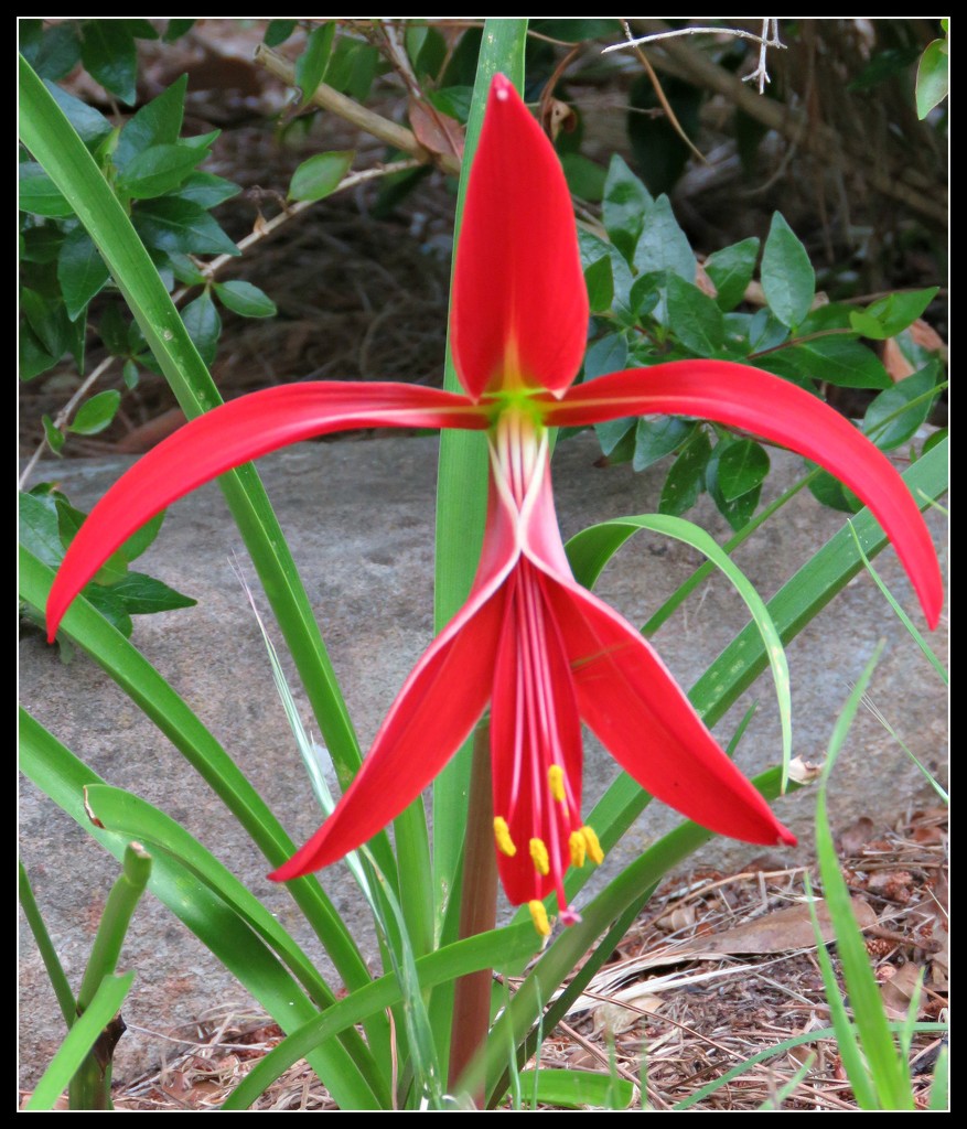 Jacobean Lily by cruiser