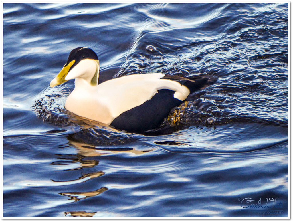 Eider Duck (male) by carolmw