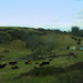 The cattle are grazing by homeschoolmom