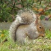 Grey Squirrel by susiemc