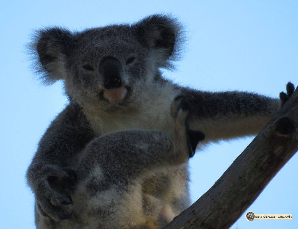 avascratch by koalagardens