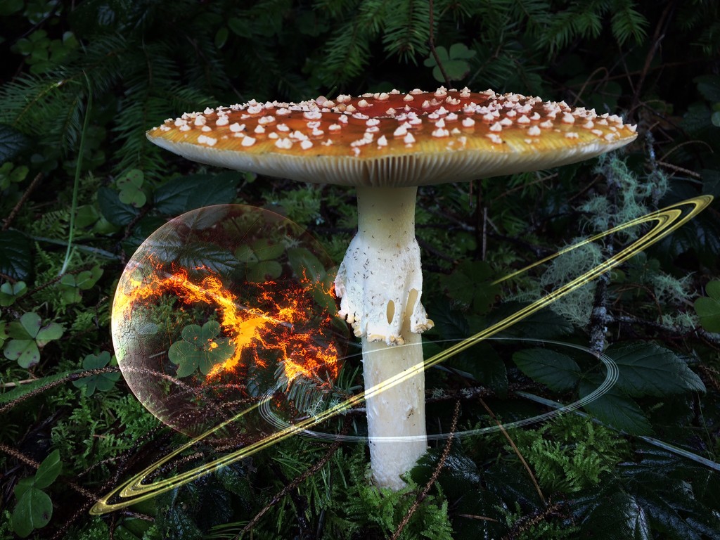 Psychedelic Mushroom by jgpittenger