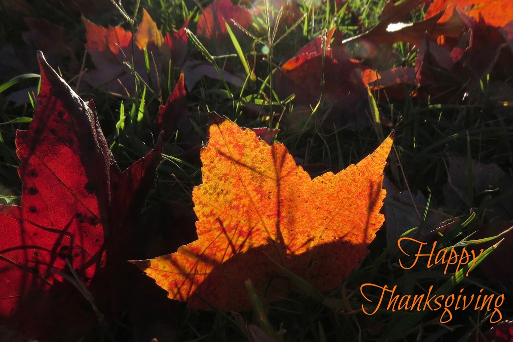 Happy Thanksgiving by milaniet