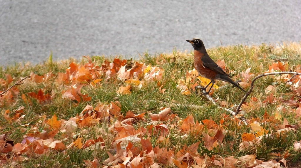 The Thanksgiving Bird by linnypinny