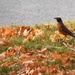 The Thanksgiving Bird by linnypinny