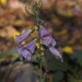 Foxglove in Bloom by selkie