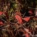 Leaves 1... by thewatersphotos