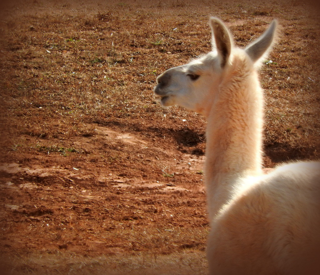 Am I a llama or an alpaca? by homeschoolmom