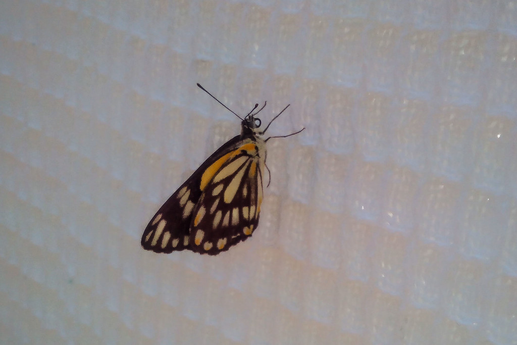 Butterfly by jeneurell