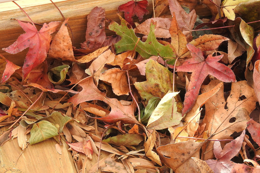 Fallen Leaves by homeschoolmom
