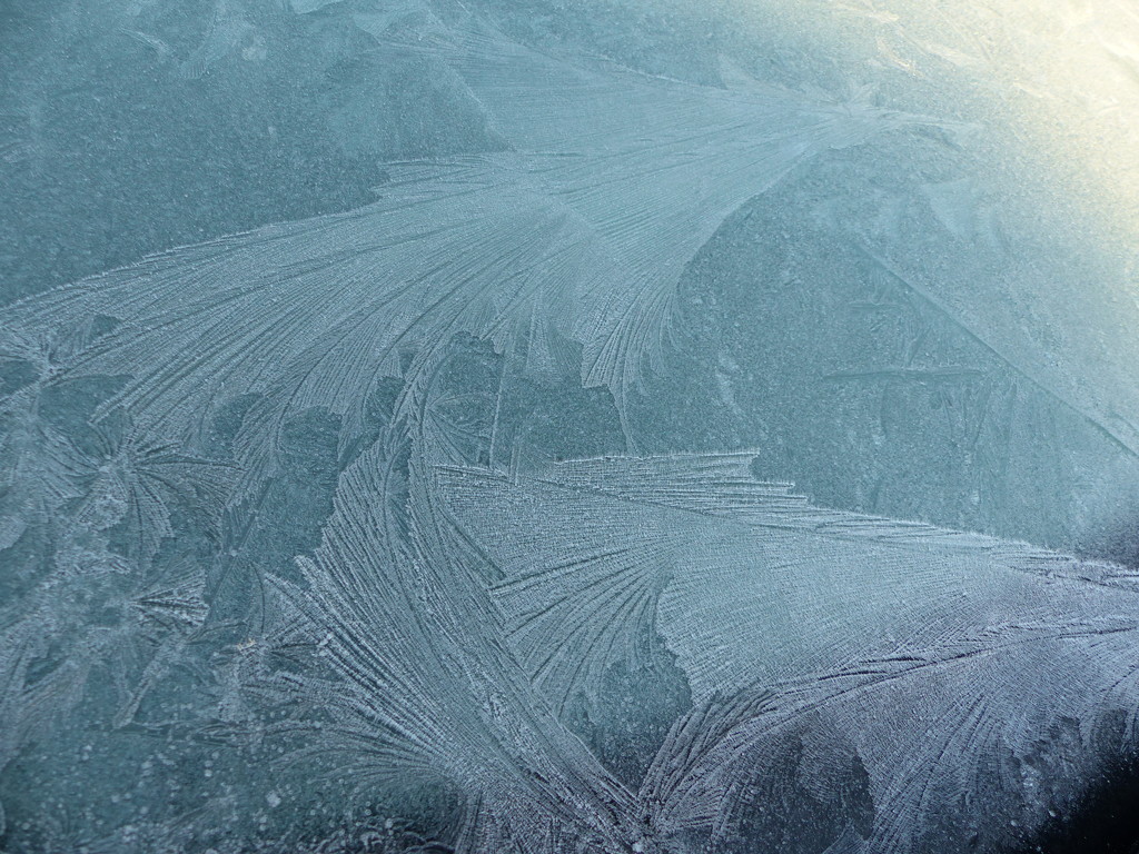 Frosty feathers by shirleybankfarm