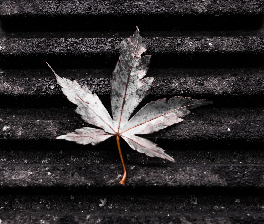 A leaf from the Japanese maple by cristinaledesma33