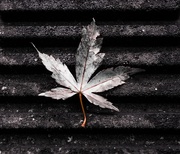 24th Nov 2016 - A leaf from the Japanese maple