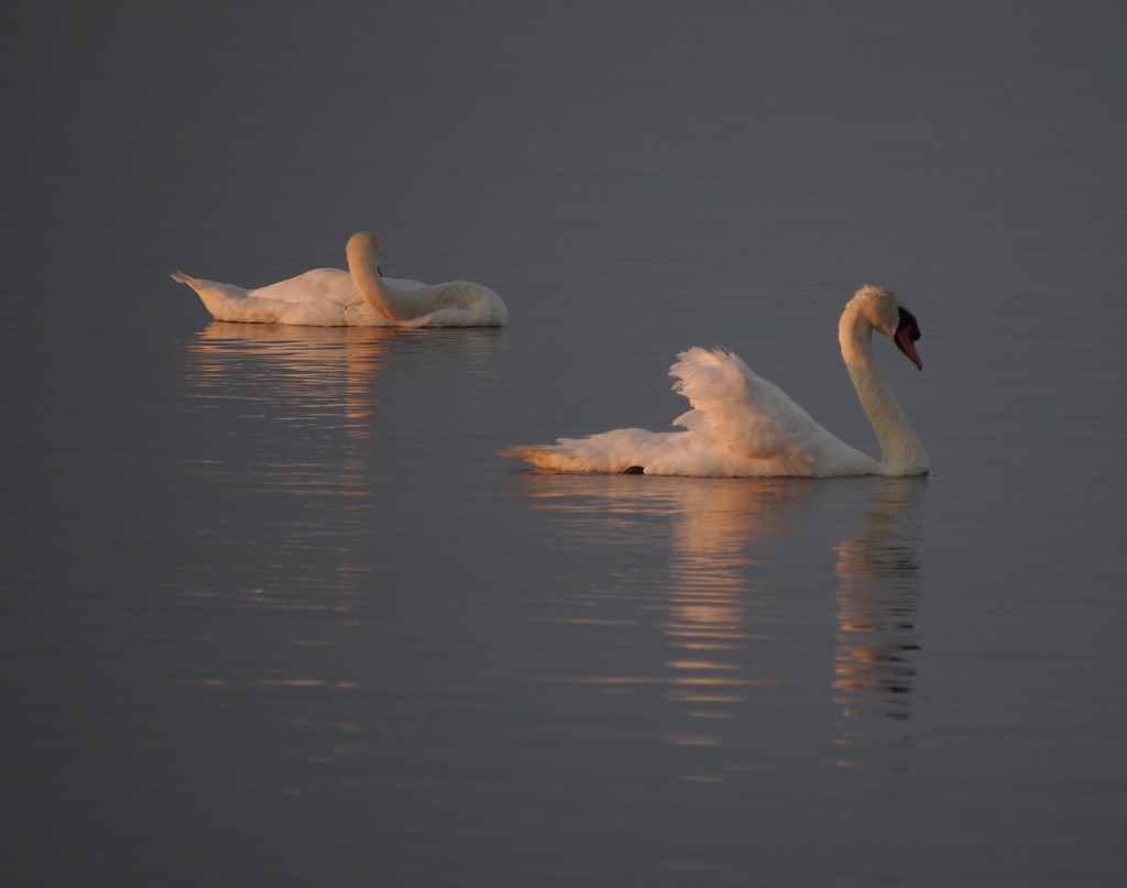 Sun-Kissed Swans by selkie