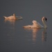Sun-Kissed Swans by selkie