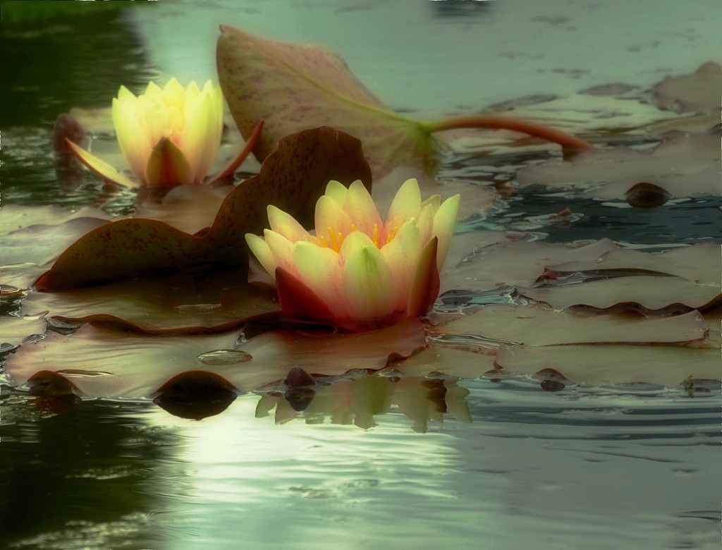 A Water Lily in my life by maggiemae