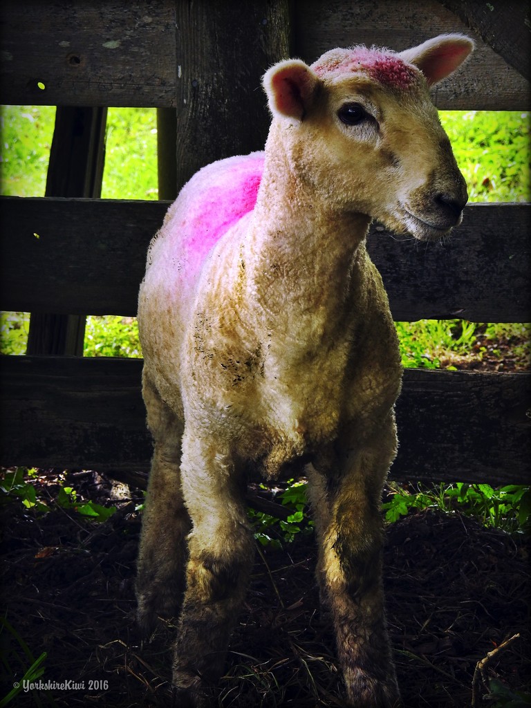 Fluoro-sheep by yorkshirekiwi