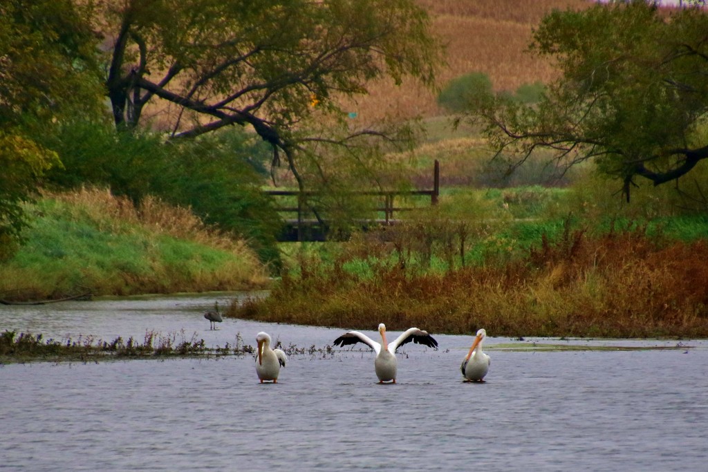 pelicans in Iowa by lynnz