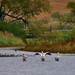 pelicans in Iowa by lynnz
