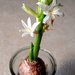 My Thanksgiving spring hyacinth by homeschoolmom