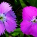 Pretty Dianthus Flowers ~ by happysnaps