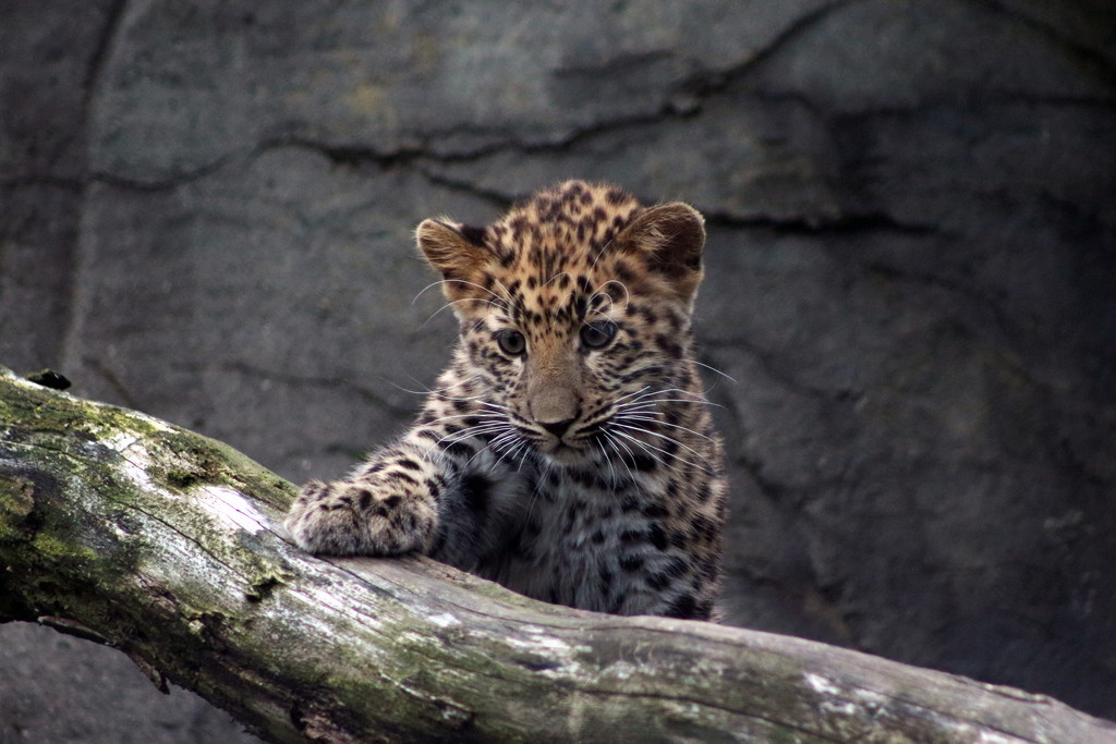 Four Month Old Amur Leopard Cub  by randy23