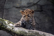 24th Nov 2016 - Four Month Old Amur Leopard Cub 