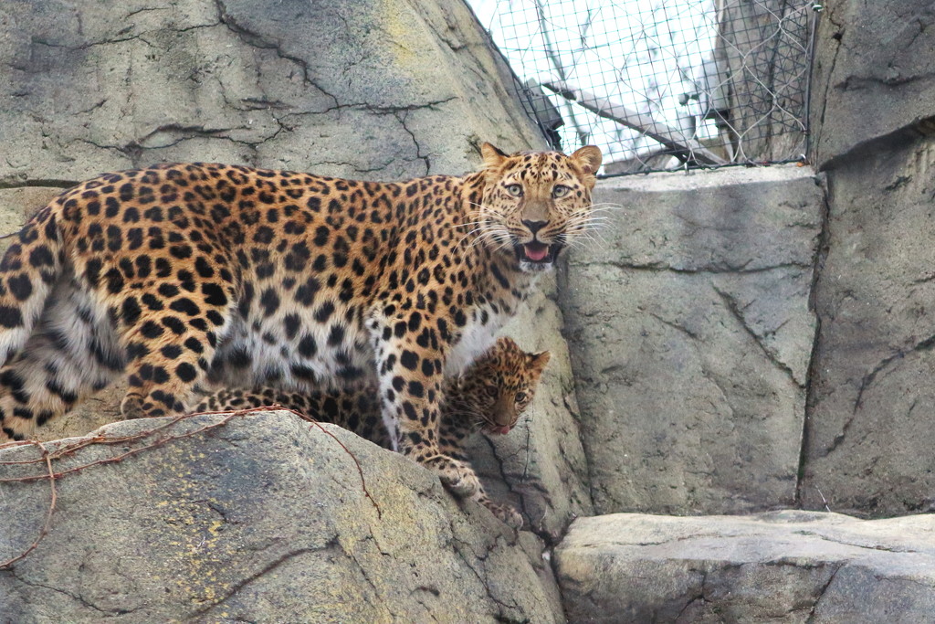 Momma and Baby Amur Leopards by randy23