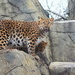 Momma and Baby Amur Leopards by randy23
