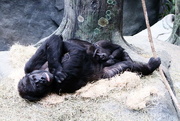 22nd Nov 2016 - Momma and Baby Gorilla