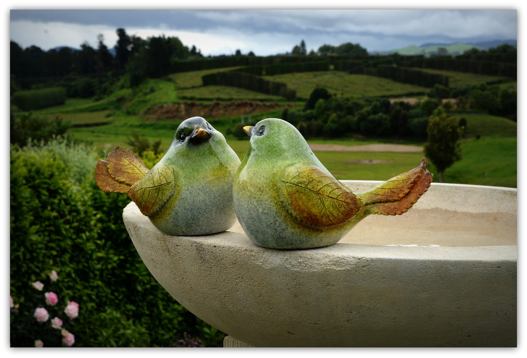 Love birds.. by julzmaioro