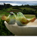 Love birds.. by julzmaioro