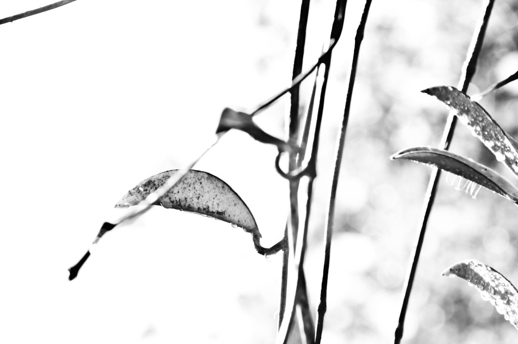 leaves and vines by annied
