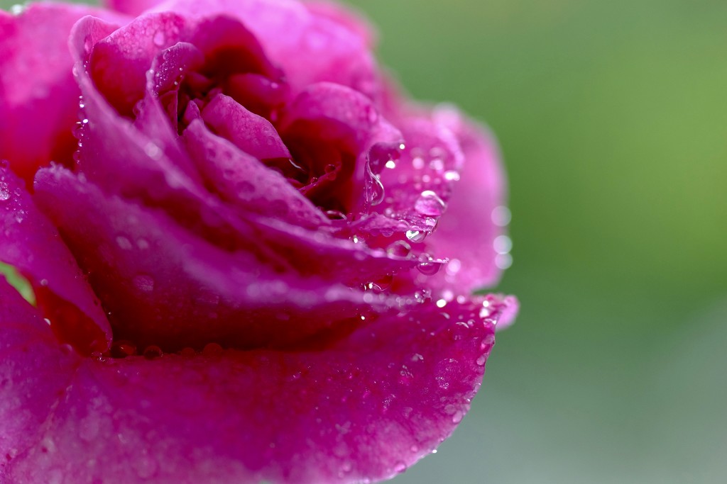 Rose in the rain by dkbarnett