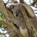 a bit of a swing by koalagardens