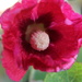 Late Blooming Alcea by phil_sandford