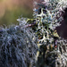 lichen branch by callymazoo