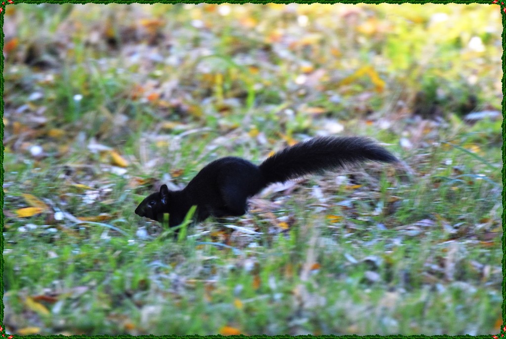 A black squirrel by rosiekind