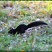 A black squirrel by rosiekind